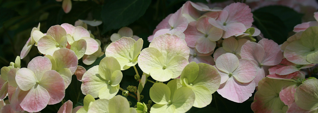 Hortensia French Bolero en début de floraison copyright Boos Hortensia